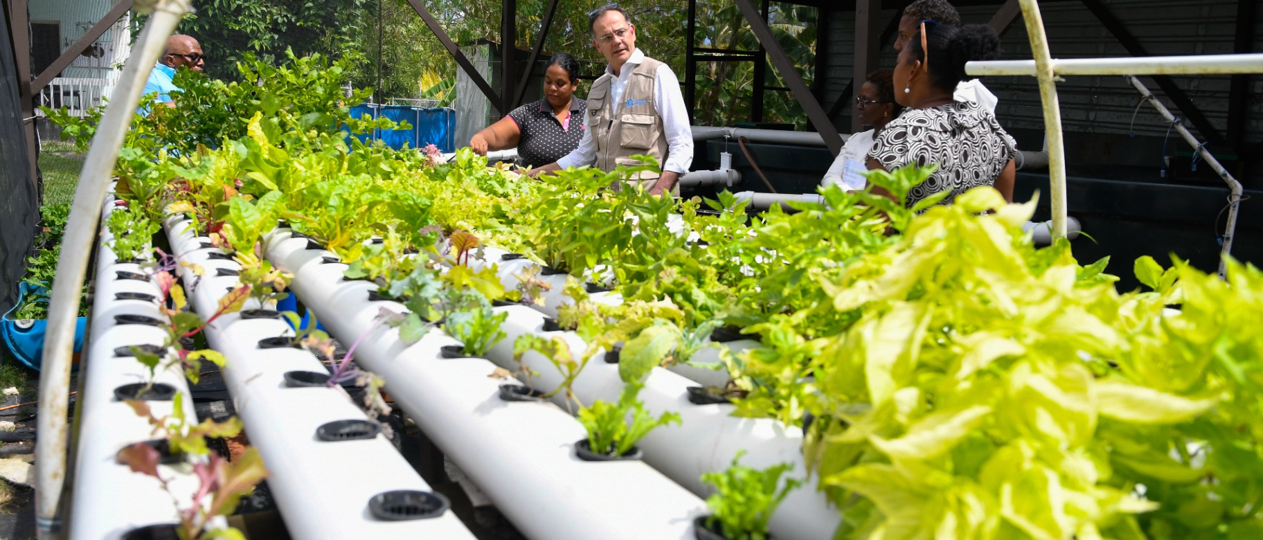 FAO Climate Finance Webinar Galvanizes Solutions for Agrifood Systems in the Caribbean