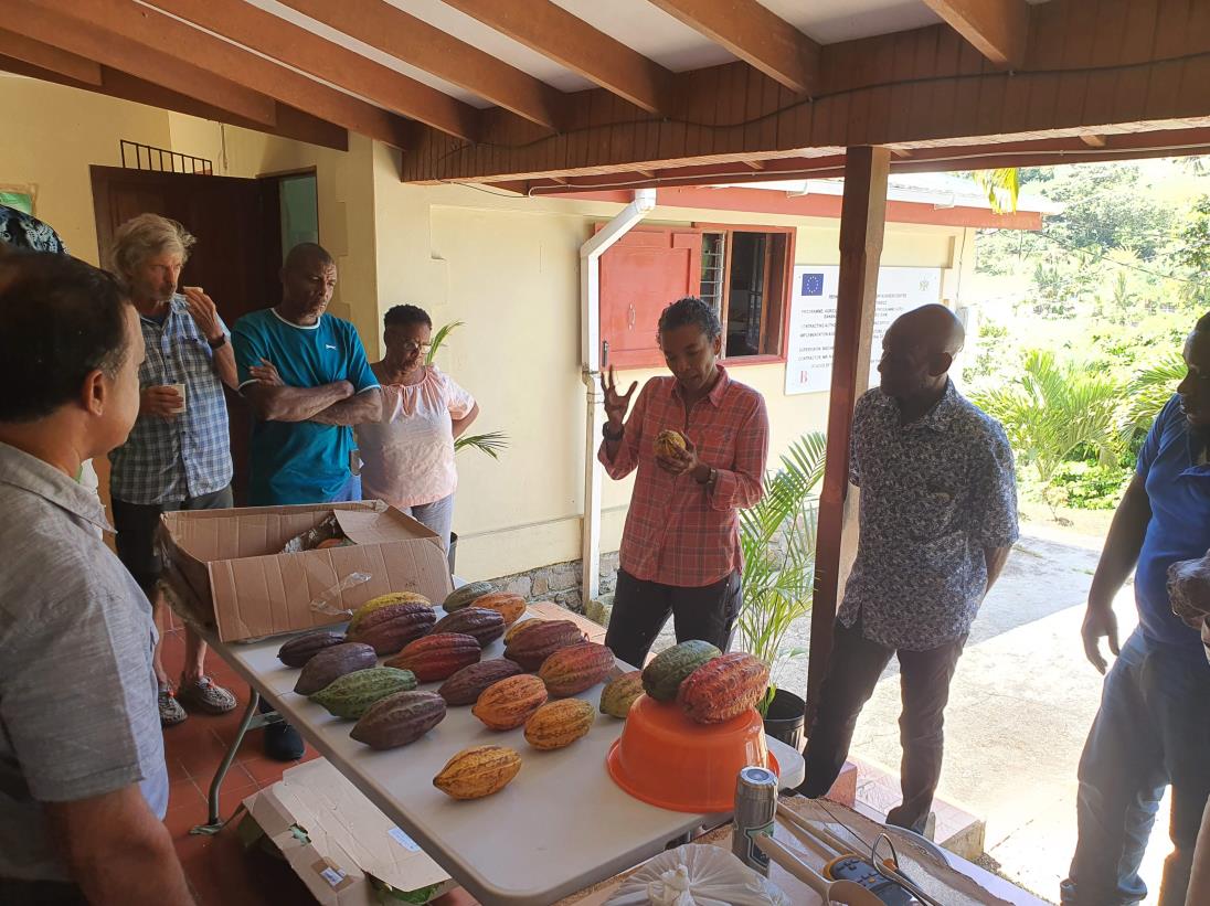 Saint Lucia’s “finest” cocoa gets a significant boost to revitalize the sector