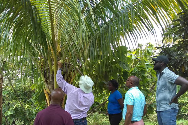 Coconut Field Training