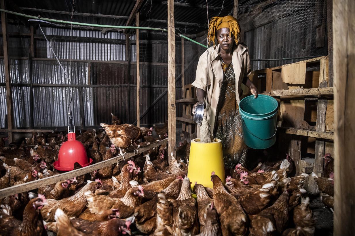 Insects, a future source of valuable animal feed in the Caribbean