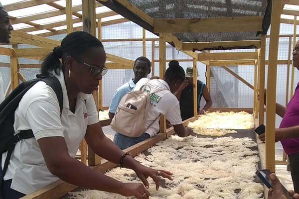 Farmers learn best practices for drying sea moss