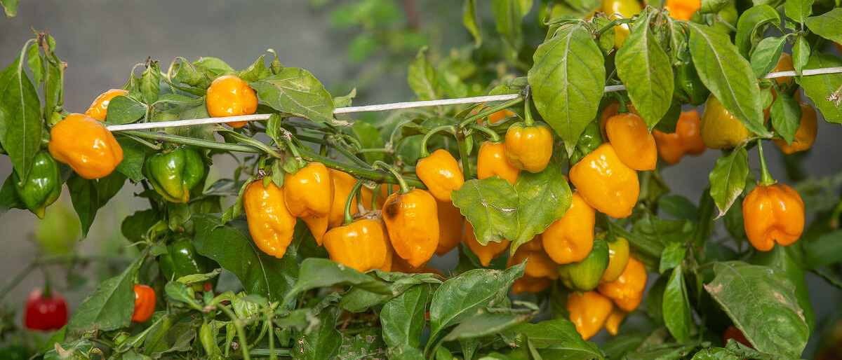St Vincent and the Grenadines accelerates efforts to grow its hot pepper industry