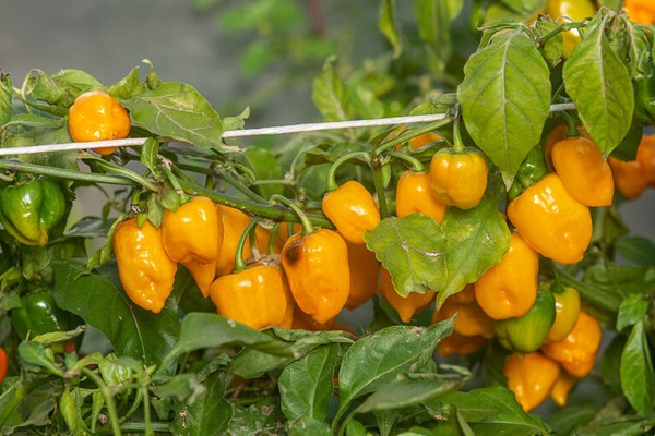 hot peppers
