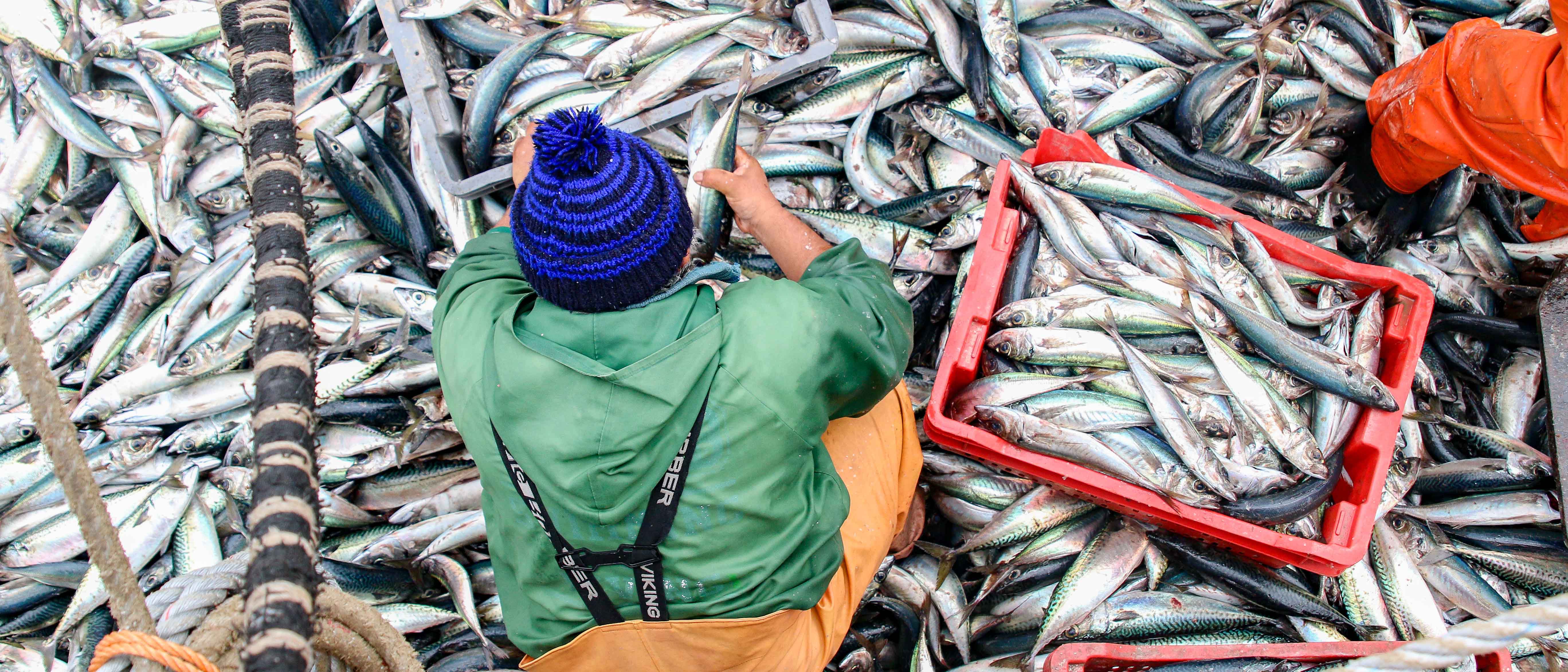 Op-ed -Protecting Our Oceans: Combating Illegal, Unreported, and Unregulated Fishing