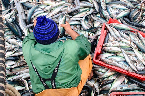 illegal fishing