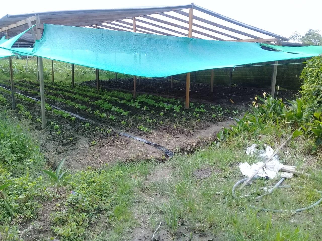 FAO and IICA Partnering to Build Climate Resilience During the Pandemic