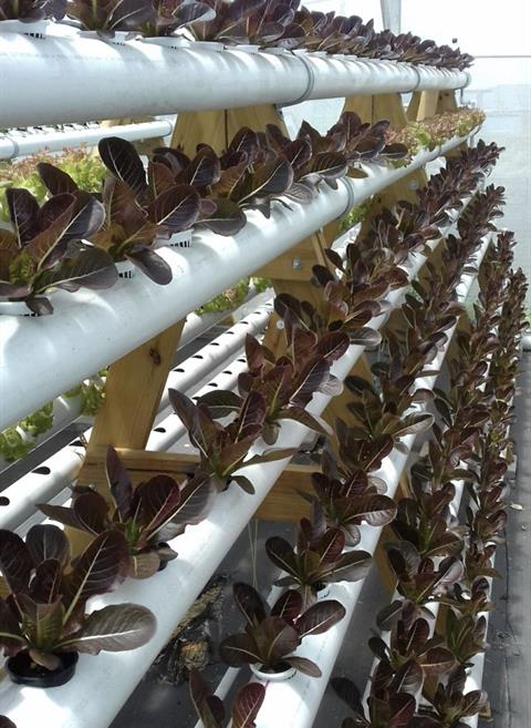 Purple romaine lettuce in Hydroponics at Green Leaf Farm Research Facility St