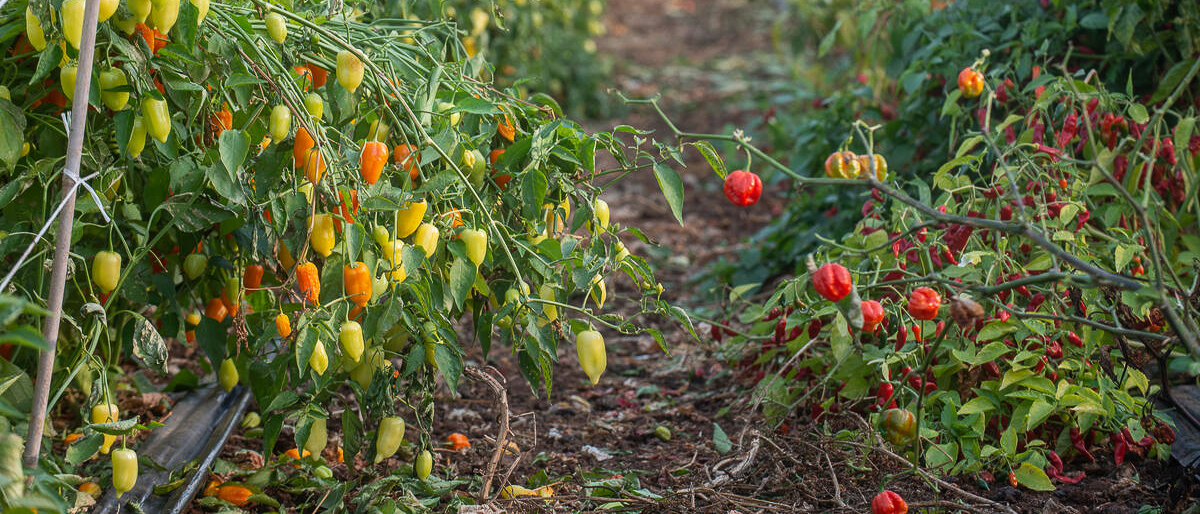 St Vincent and the Grenadines looks to fire up its hot pepper sector