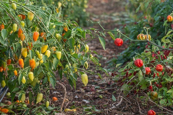Rows of hot pepper plants
