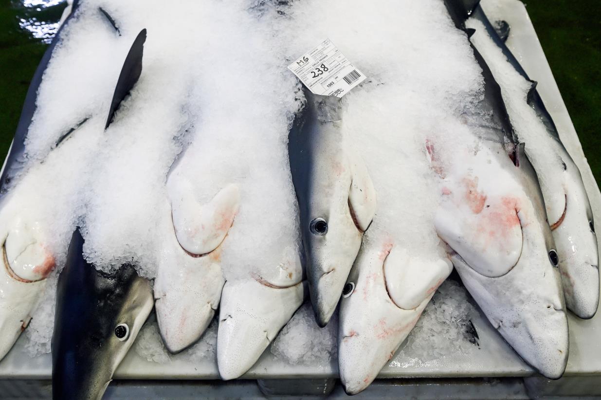 The threat of extinction of sharks gathers delegates in WECAFC region for urgent talks