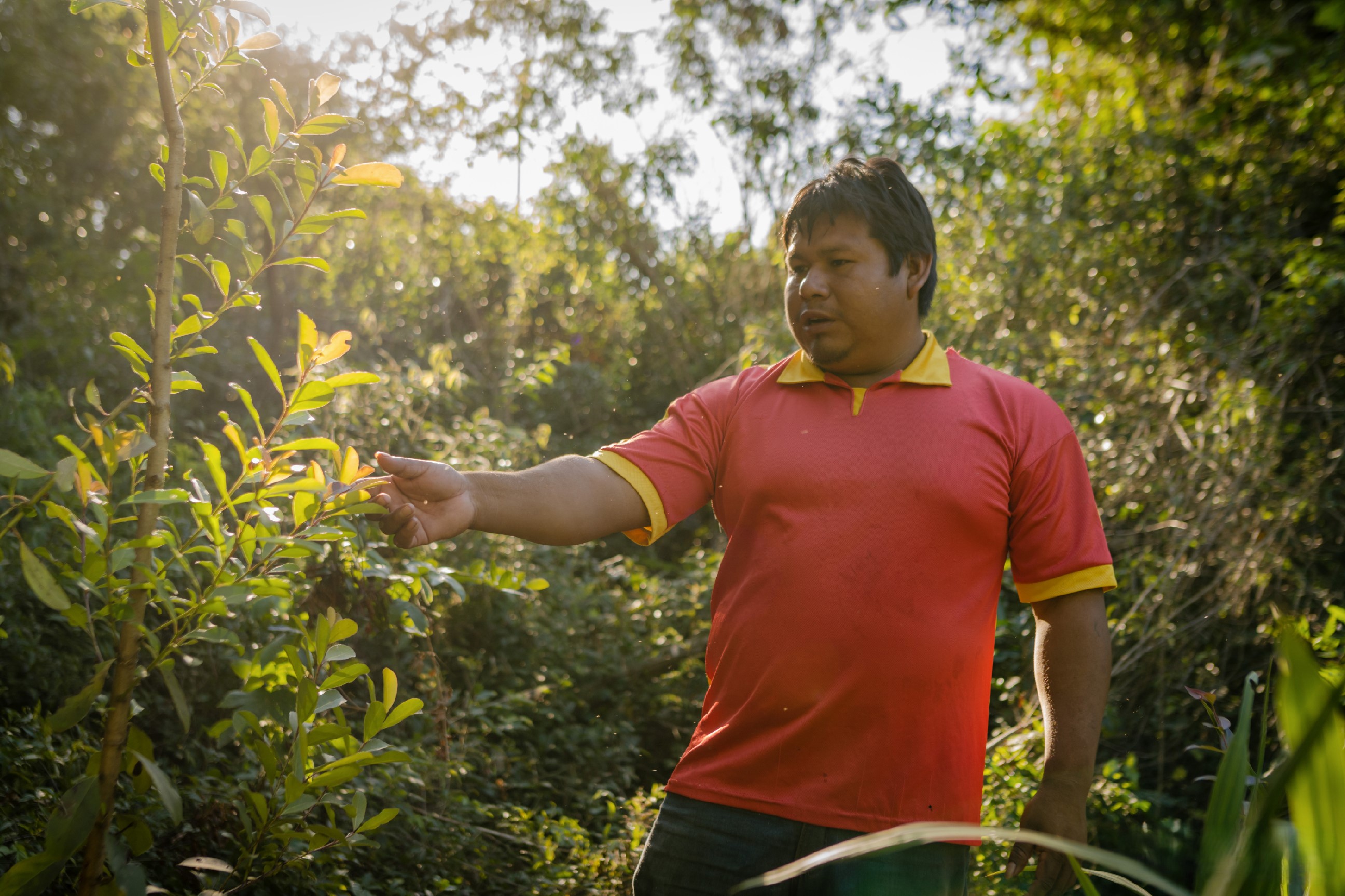 Planta sagrada ayuda a forjar un futuro amigable con el clima en Paraguay