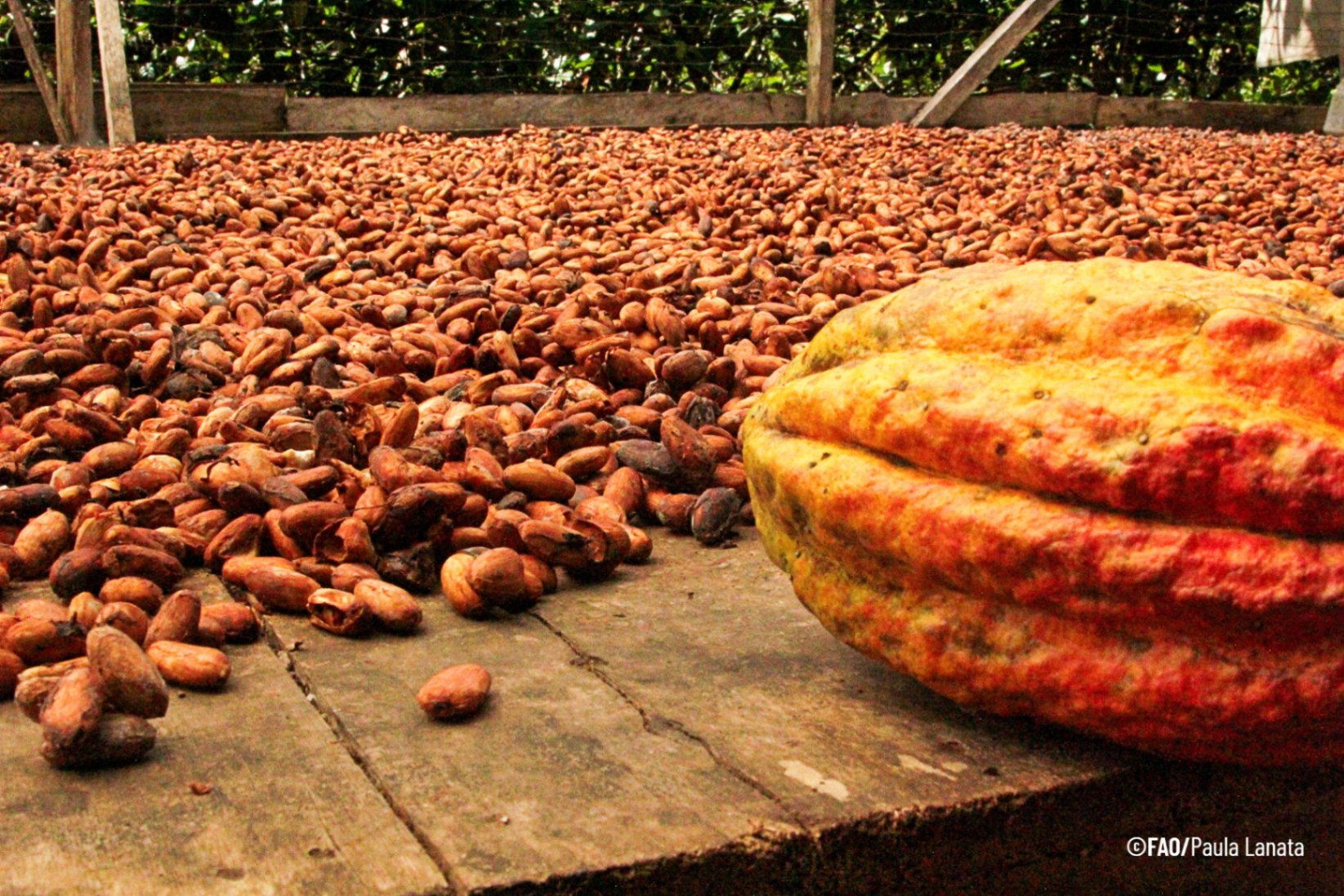 Women at the heart of agricultural heritage in Latin America