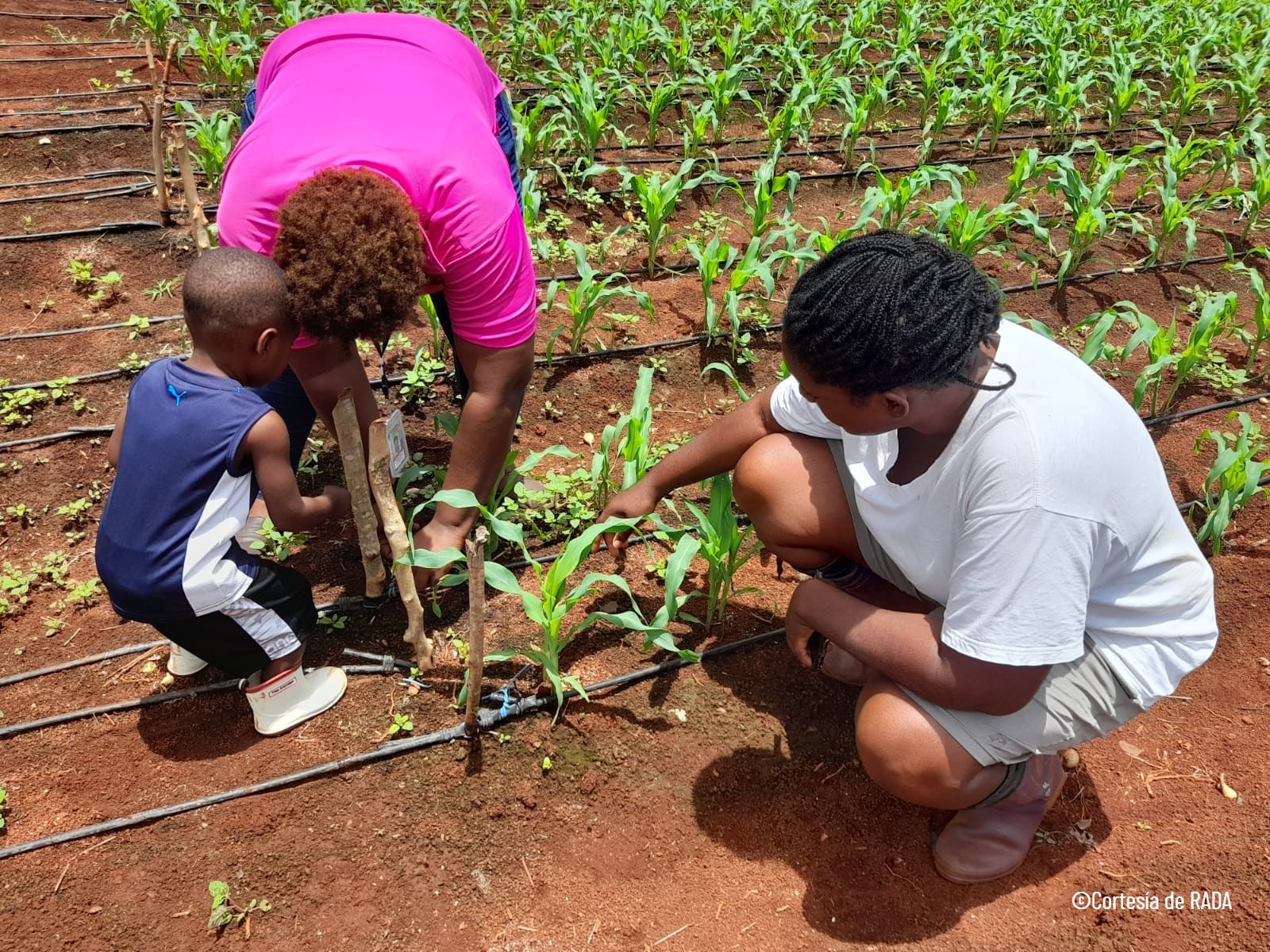 Bringing the right to food closer to communities in Latin America and the Caribbean