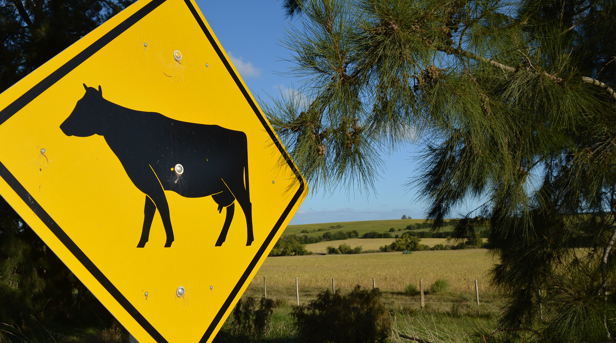 Expansion of the livestock sector in Latin America and the Caribbean