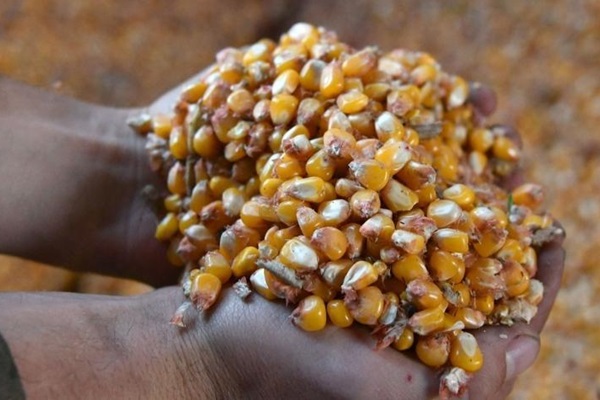 corn-hands