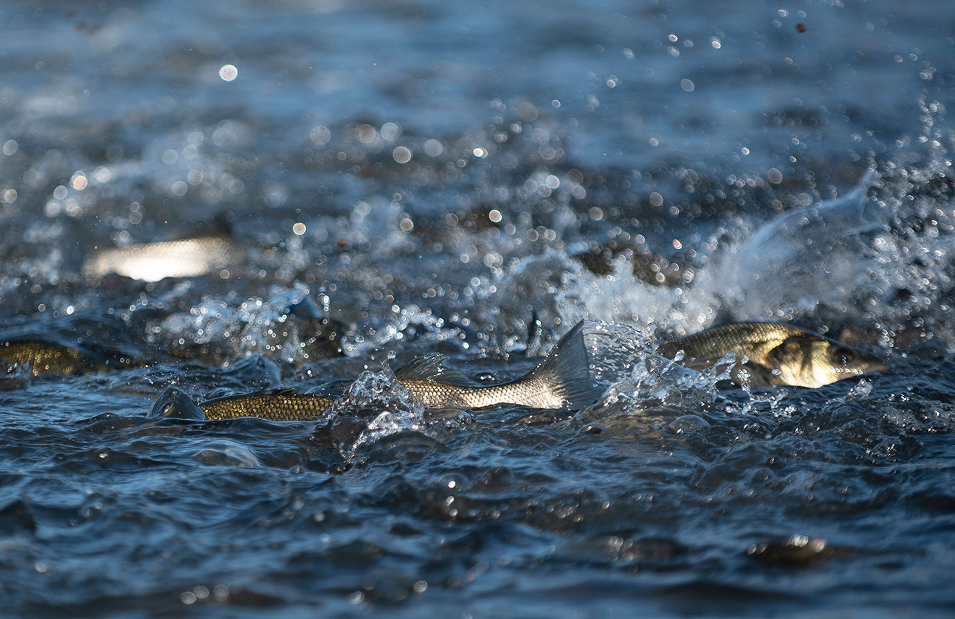 Phot of fishes in the water