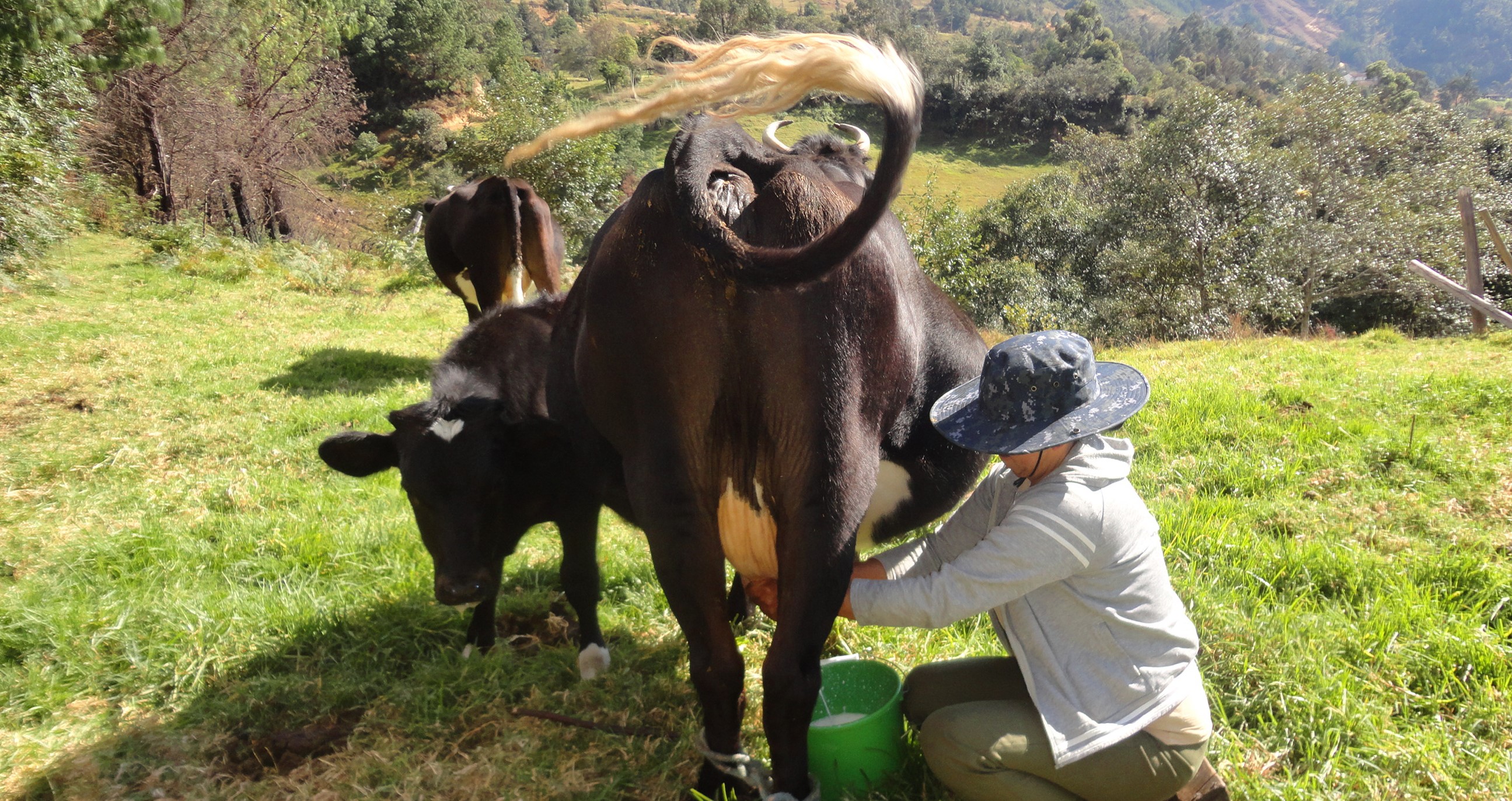 The climate-smart livestock project in Ecuador: a new model to mitigate climate change and increase livestock productivity