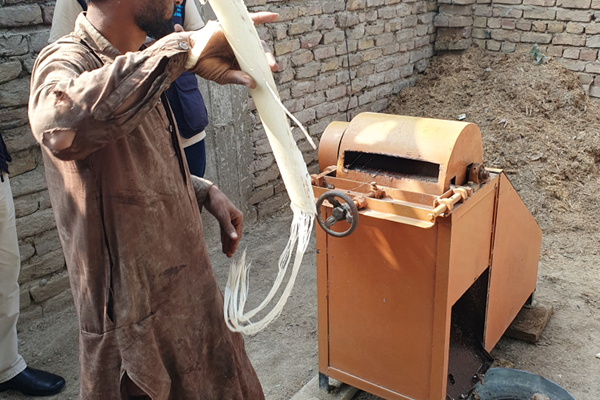 Extracting banana fibre_resize