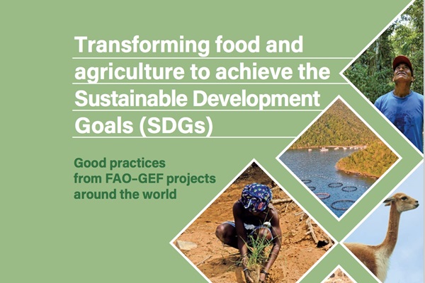 FAOGEF GPs
