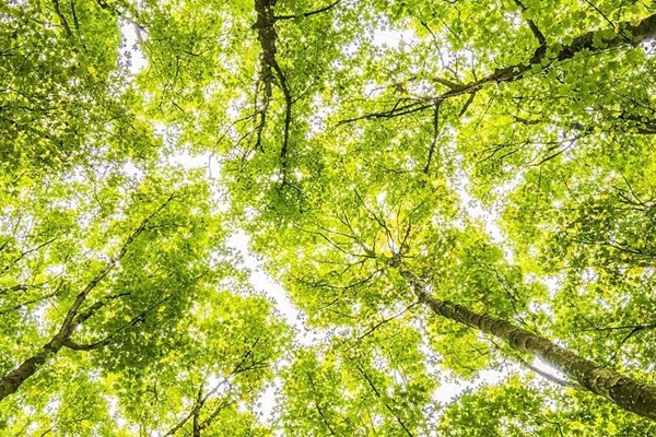 CBIT-Forest_crop