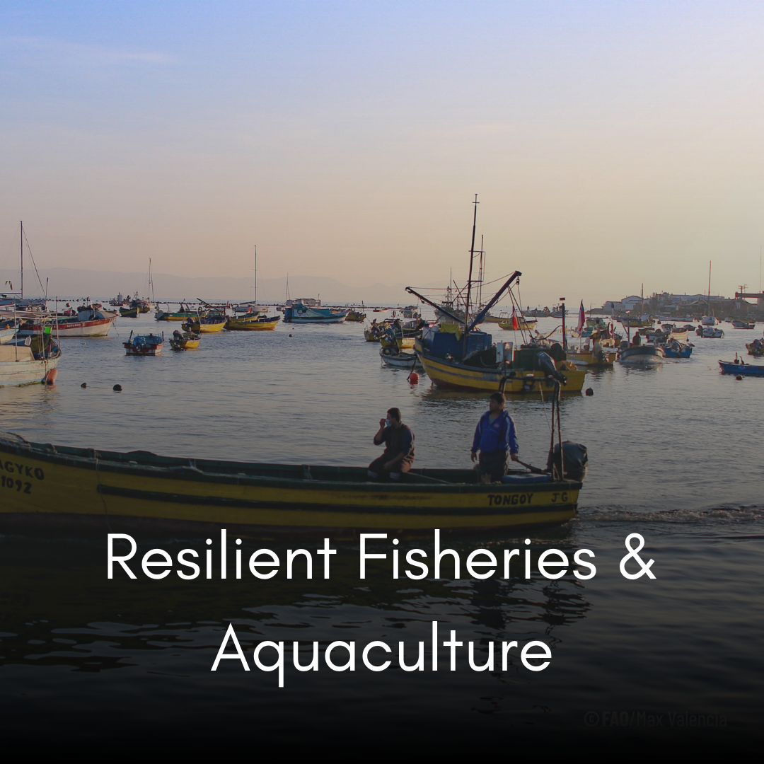 Chile Fisheries