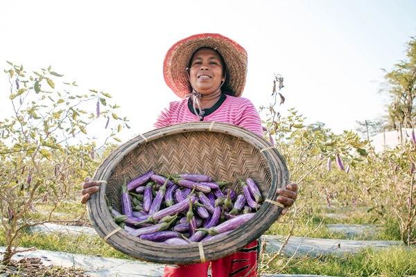 sri-lanka-eggplants-1