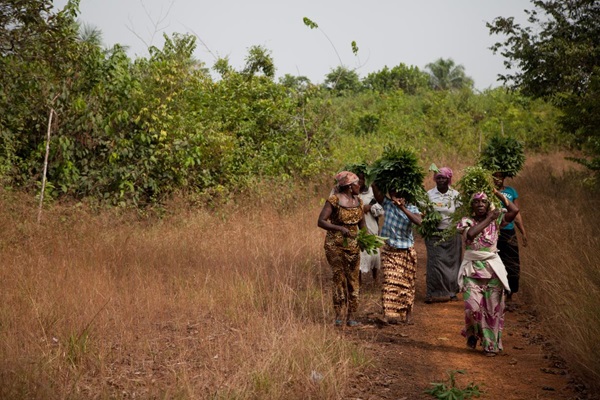 2_Sierra Leone Land Tenure 2