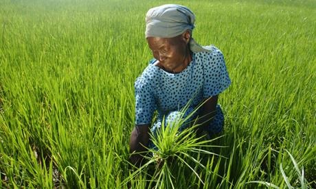 IWD2015-Field