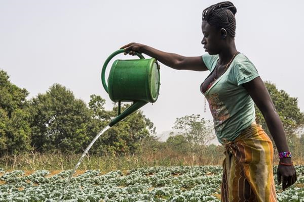 SLE-WomanWateringCabbages-920-01