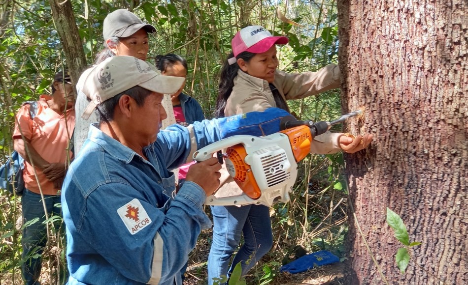 Copaiba: The “miracle” medicinal tree in Bolivia