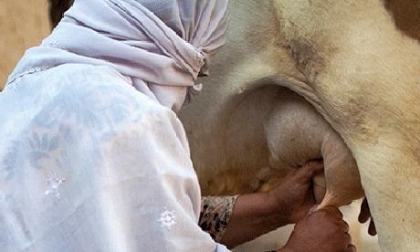 DairyFarmersResized