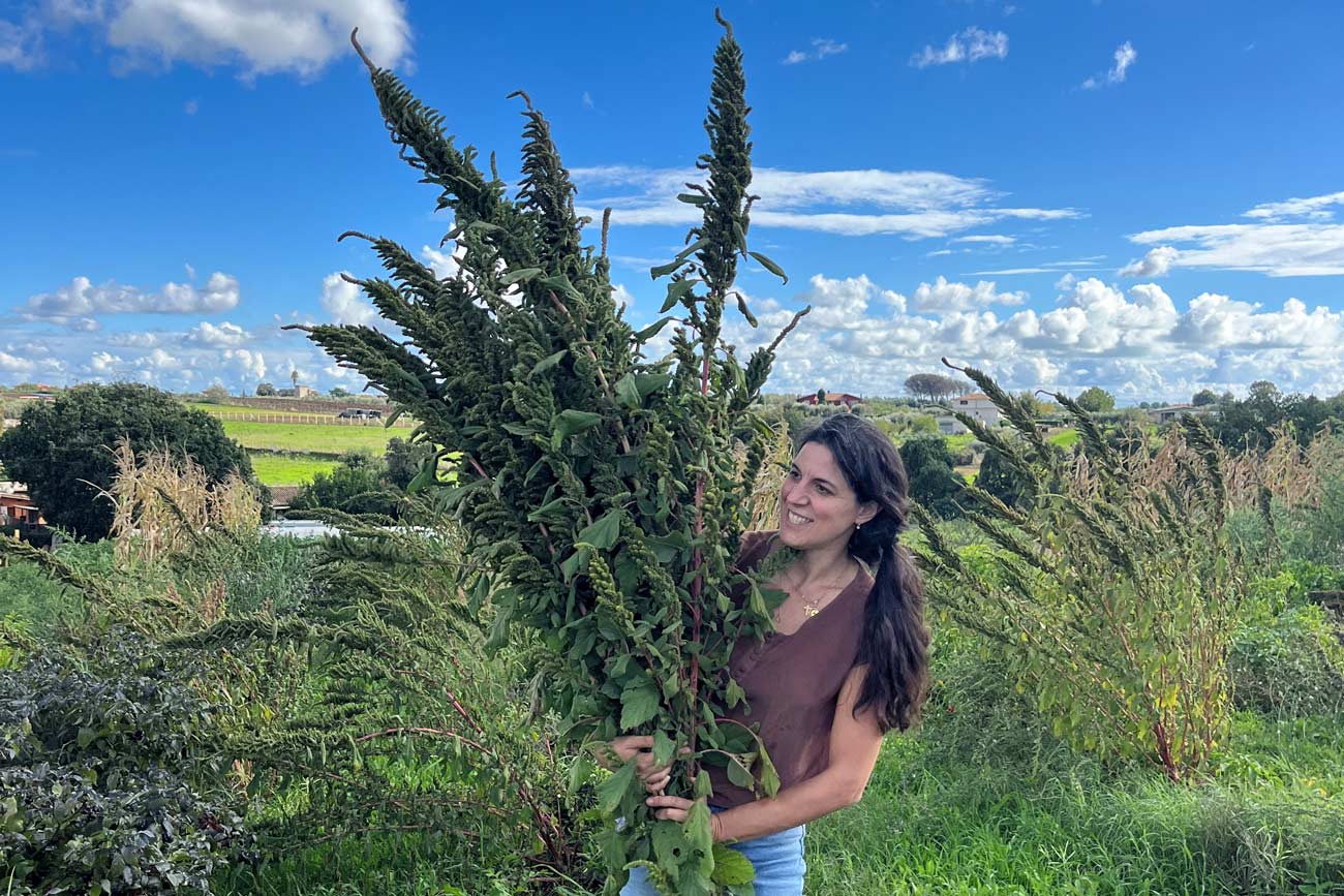 Introducing ‘Amaranth’ by Barbara Mattei for the World Food Forum 2024 Introducing Amaranth by Barbara Mattei