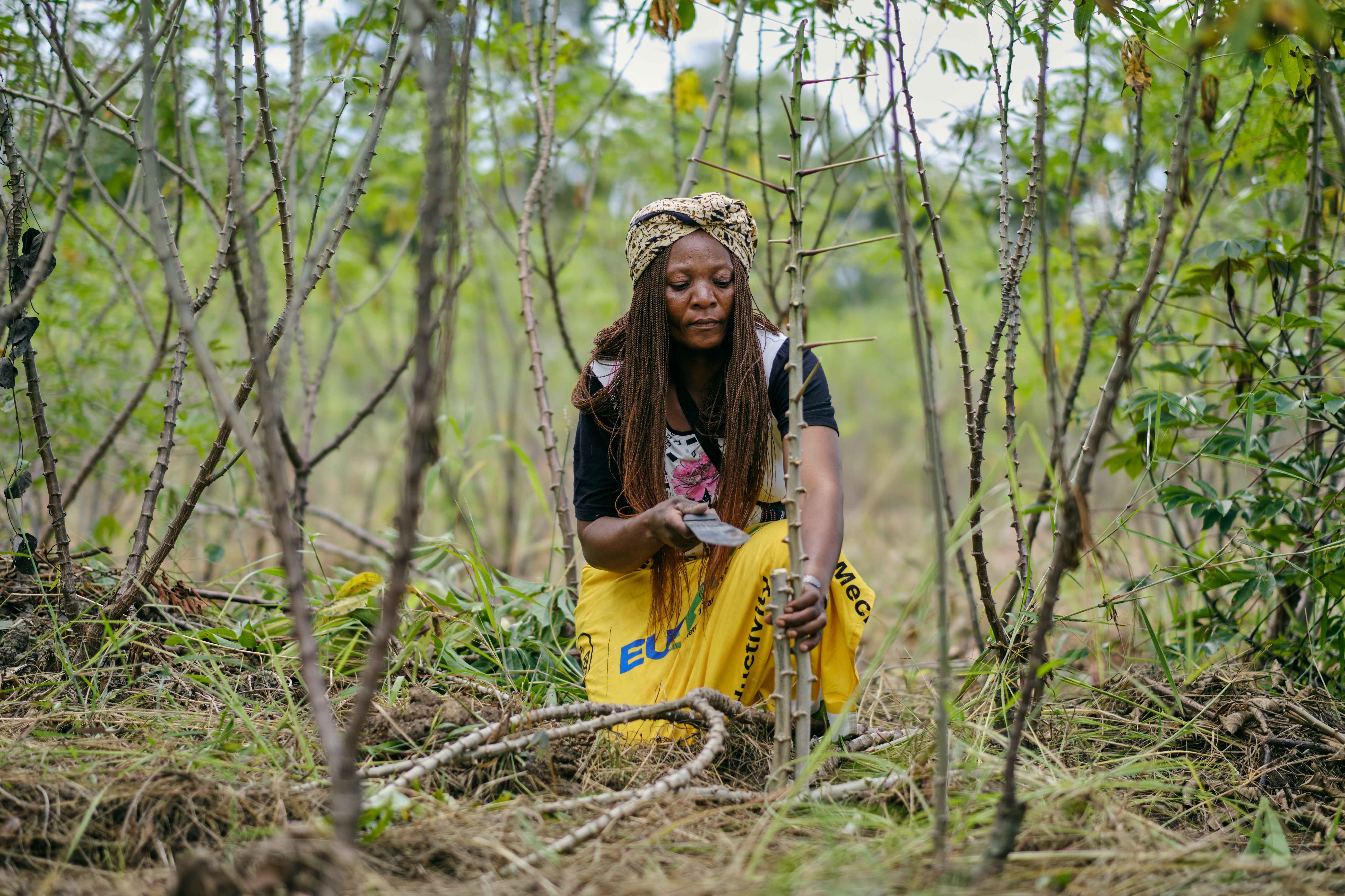 Cassava Production Transforming Female Farmer's Life