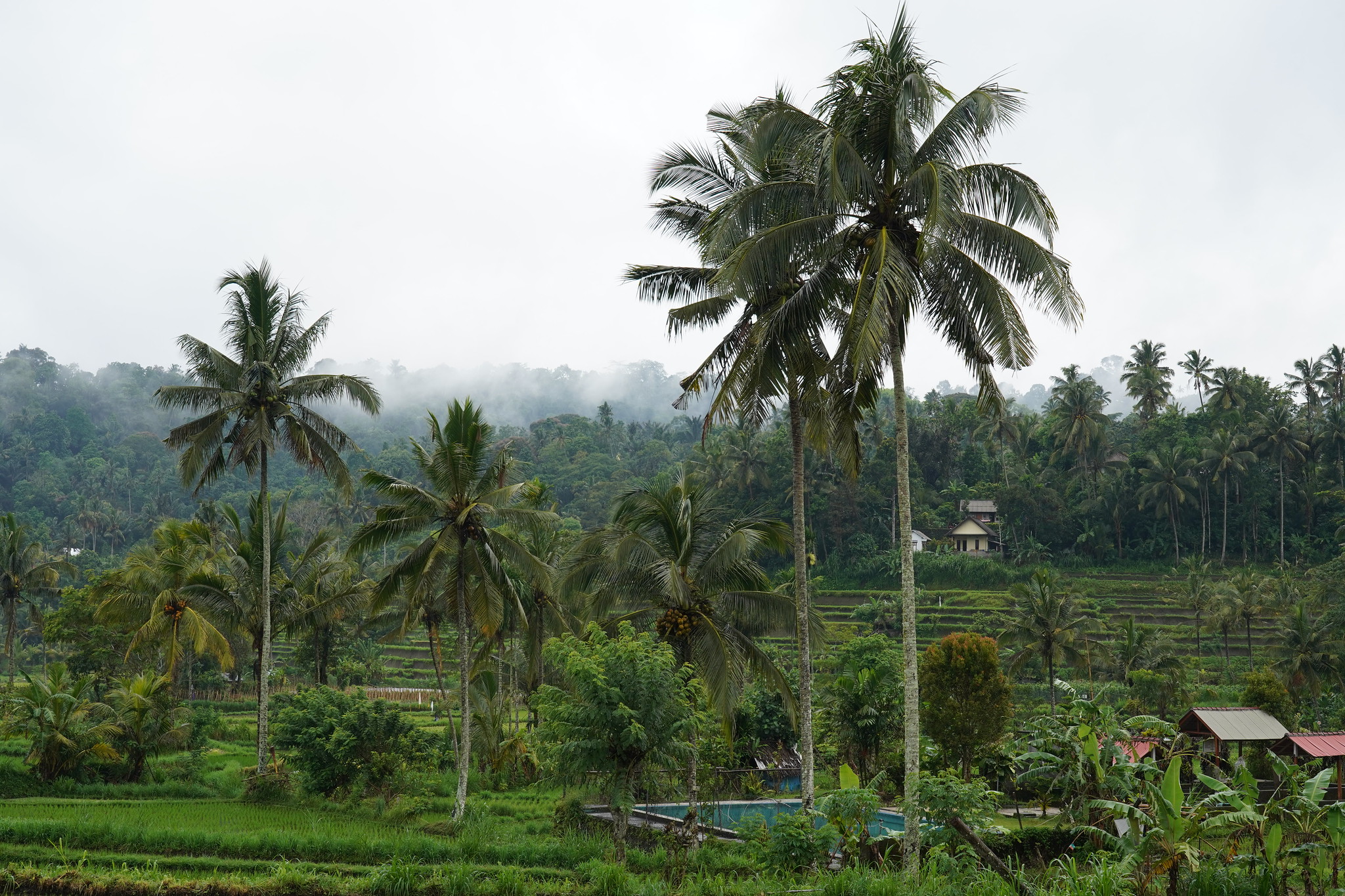 Indonesia’s Salak Agroforestry System receives Globally Important Agricultural Heritage Systems recognition from FAO