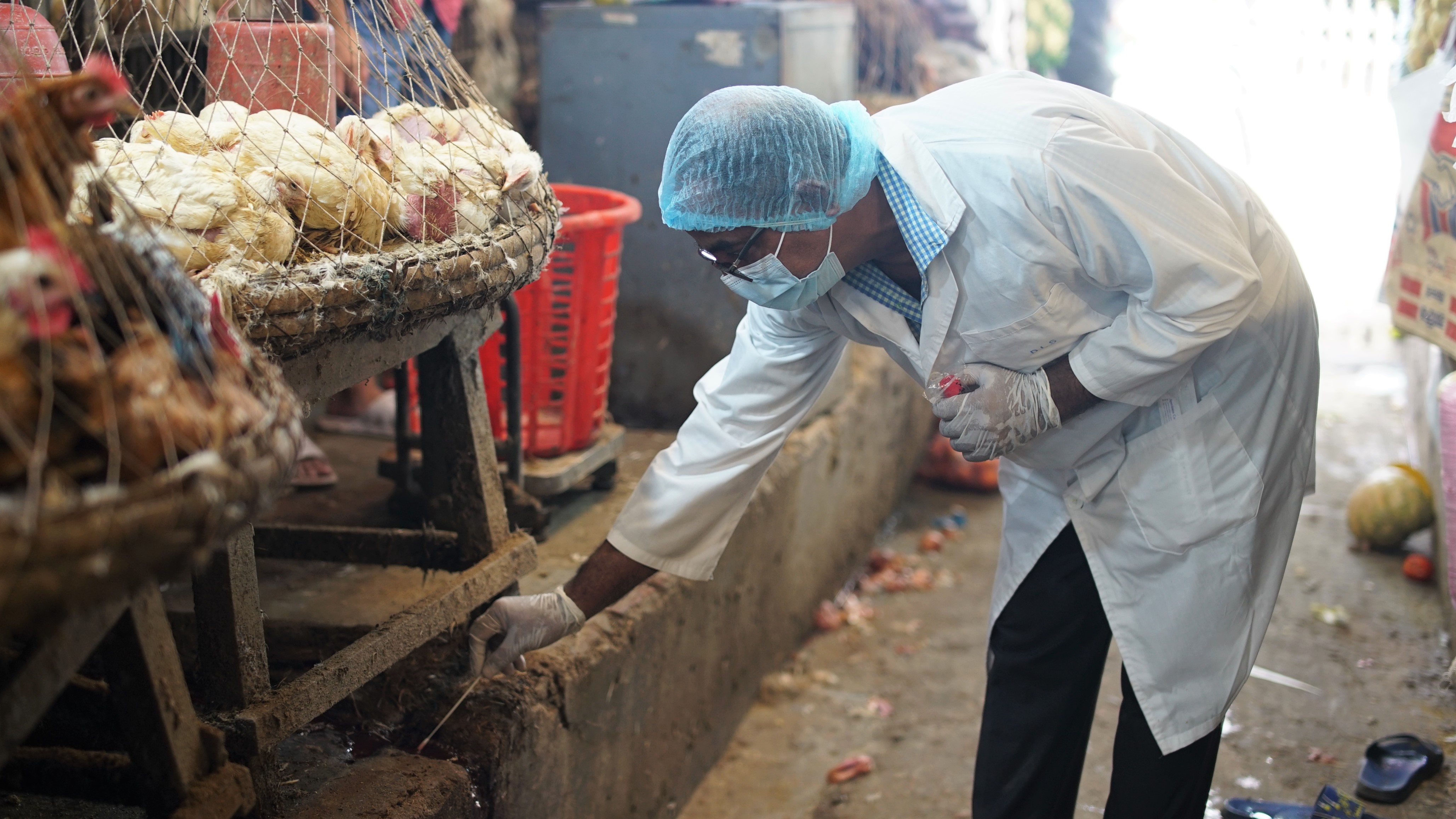 FAO urges immediate action as new variants of avian influenza threaten Asia and the Pacific