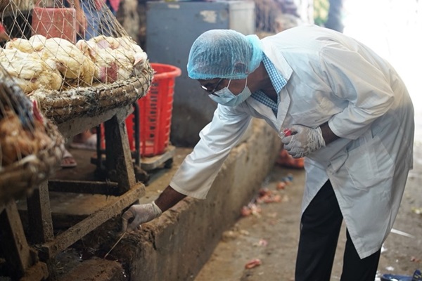 collect poultry sample