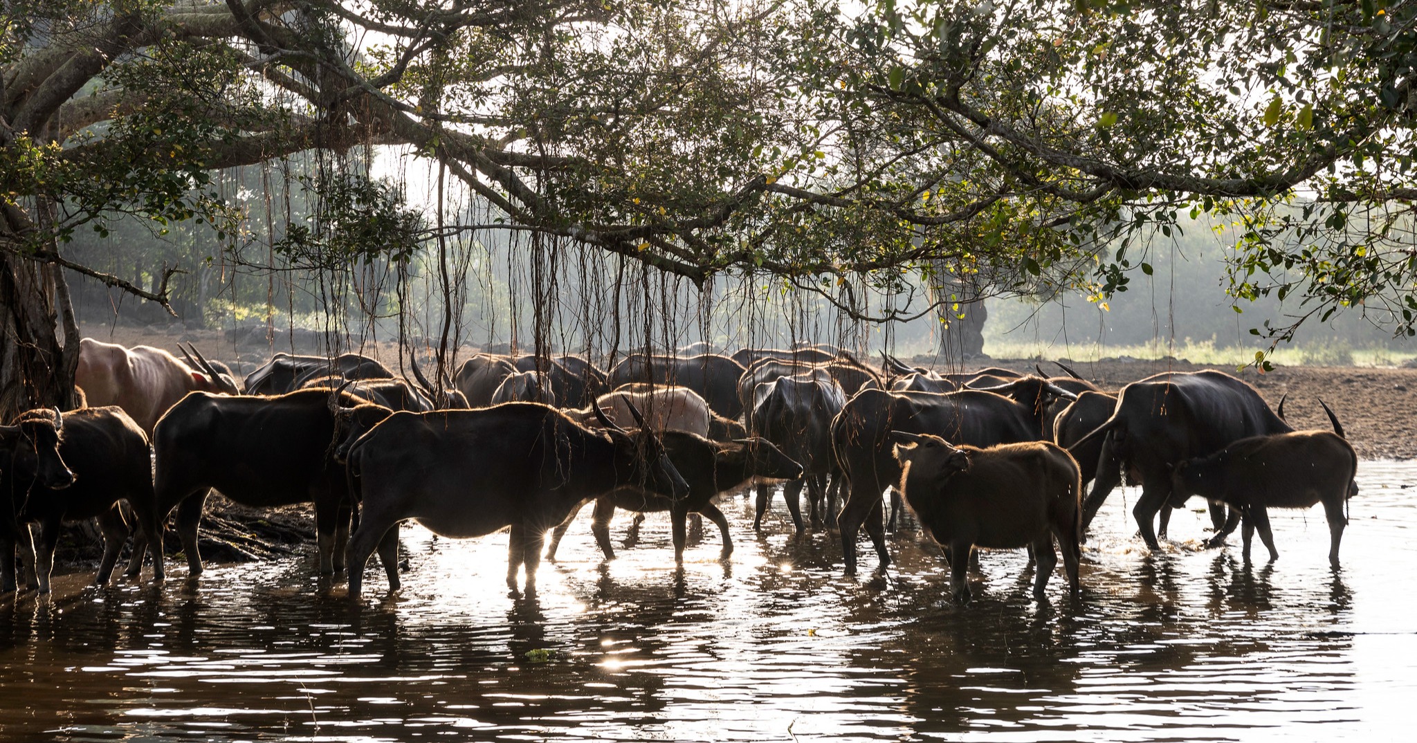Director-General visits Thailand’s first GIAHS where buffaloes and humans shape the ecosystem