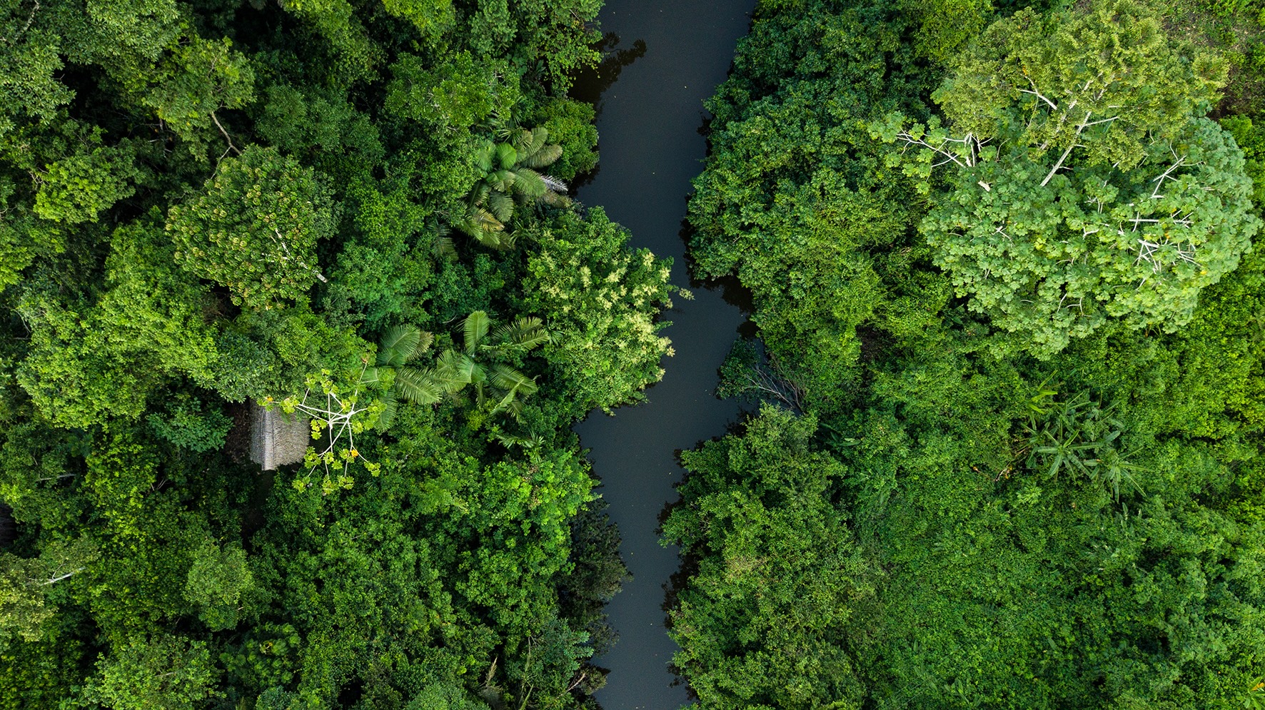 Forests face increasing climate-related stress amid growing demand for their products, FAO report warns