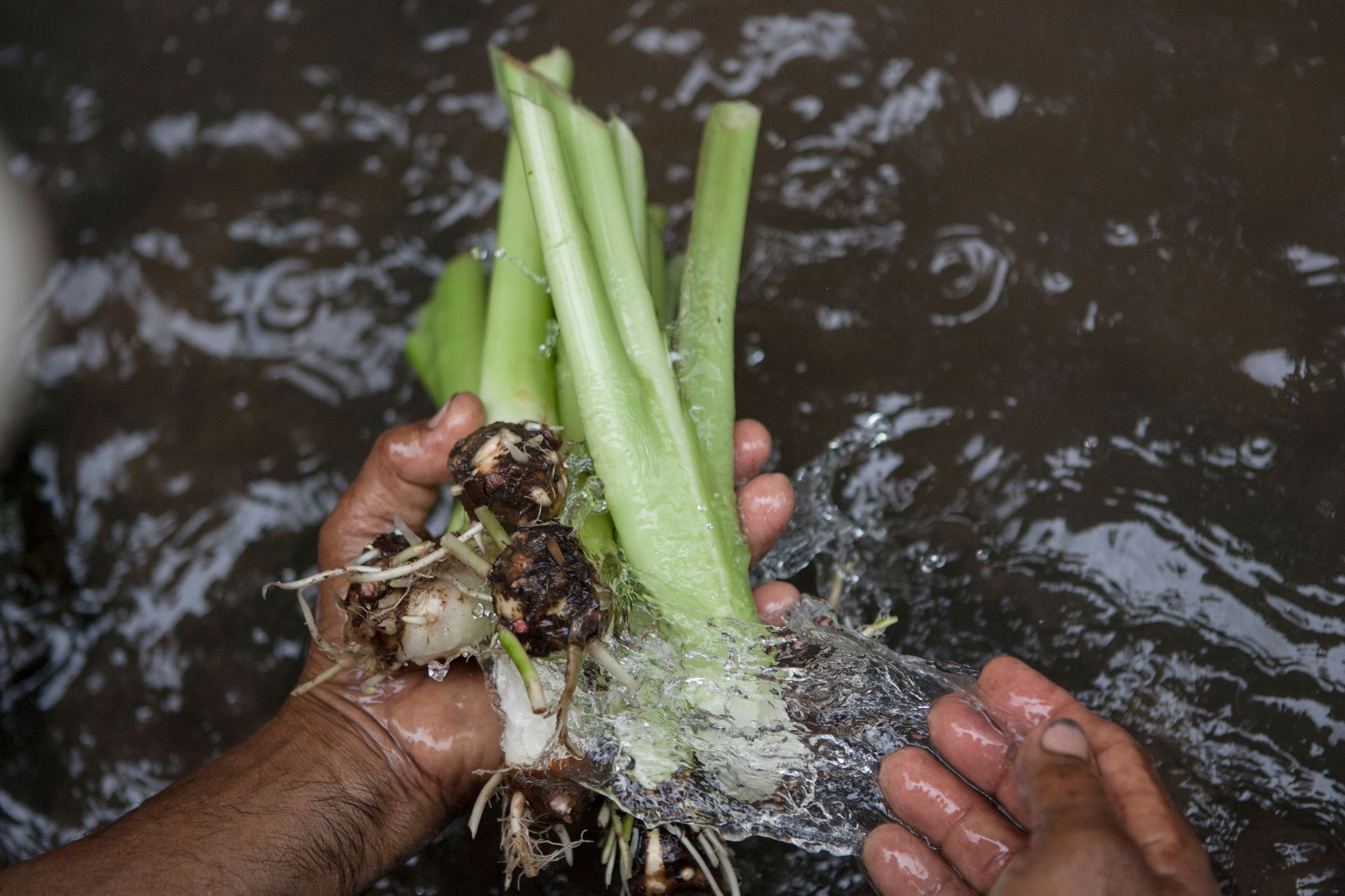 Root crop harvested in Philippines