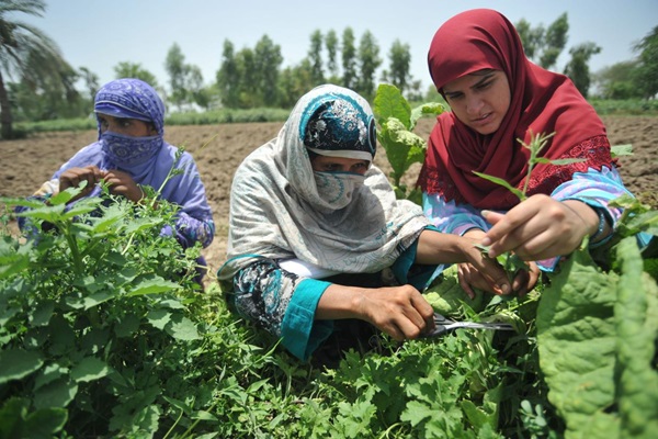 FAO_24729_0520