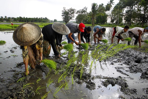 Filipino rice farmers