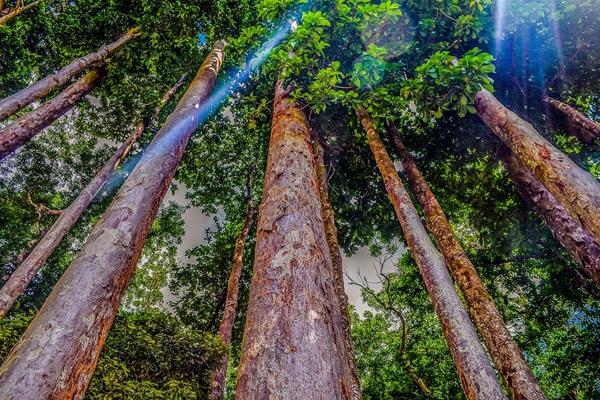 PR photo XV World Forestry Congress
