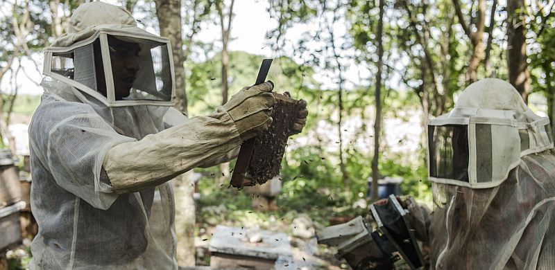 FAO convenes global workshops on forests, trees and wild species’ contributions to sustainable agrifood systems transformation ©Alex Webb / Magnum Photos for FAO