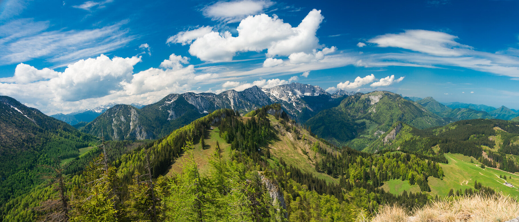Alpine forests