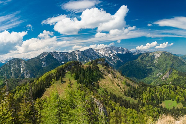 Alpine forests Alpine forests
