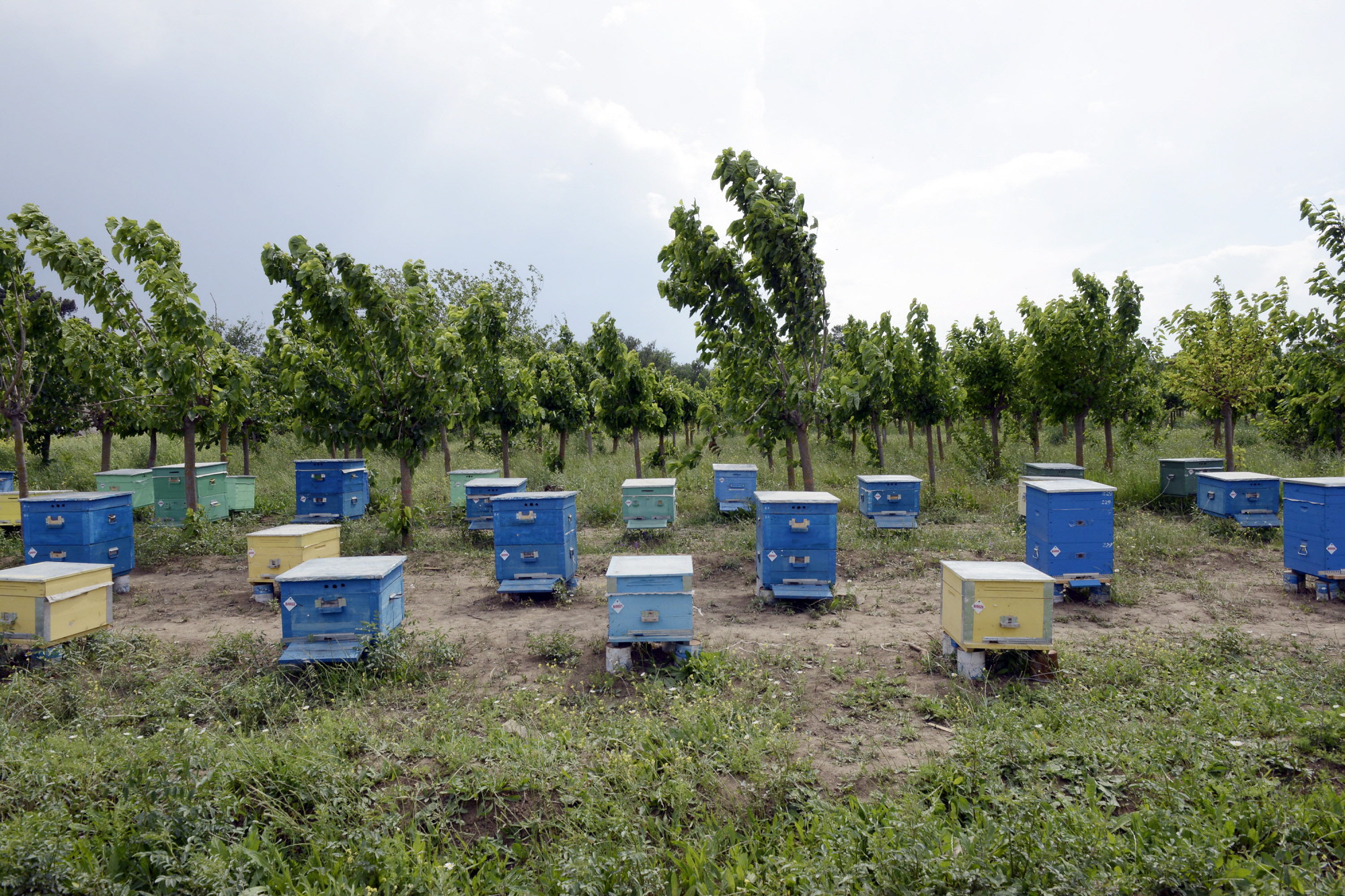Azerbaijan - Beehives for honey production at the Center for Beekeeping of the Ministry of Agriculture ©FAO/Tofik Babayev Azerbaijan - Beehives for honey production at the Center for Beekeeping of the Ministry of Agriculture ©FAO/Tofik Babayev