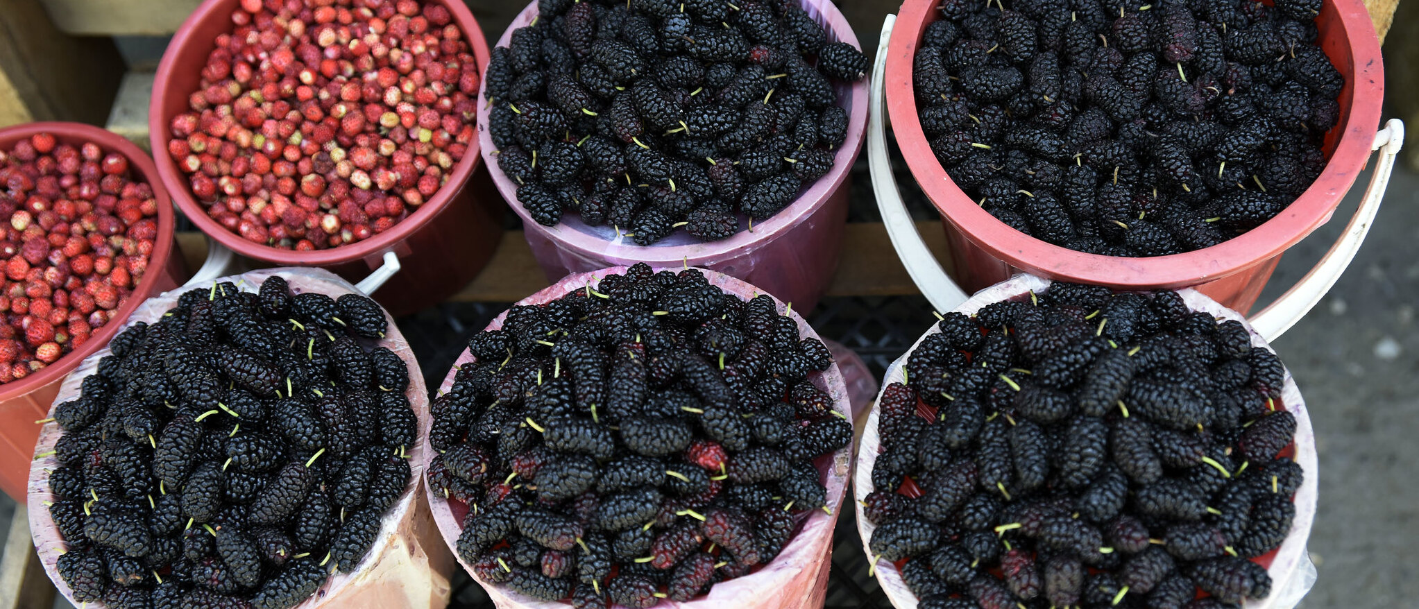 Azerbaijan - Mulberries ⒸFAO/Tofik Babayev Azerbaijan - Mulberries ⒸFAO/Tofik Babayev
