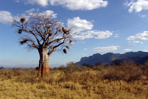 Baobab tree ©Pixabay Baobab tree ©Pixabay