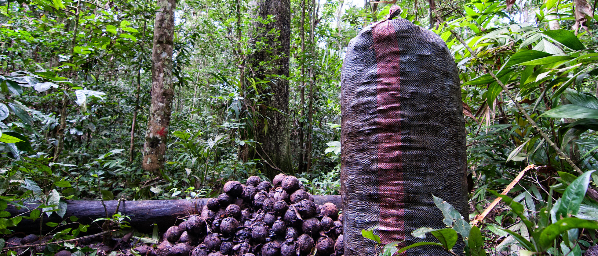 Brazil nut fruits ready to be hacked open to extract the nuts Ⓒ Marco Simola/CIFOR Brazil nut fruits ready to be hacked open to extract the nuts Ⓒ Marco Simola/CIFOR