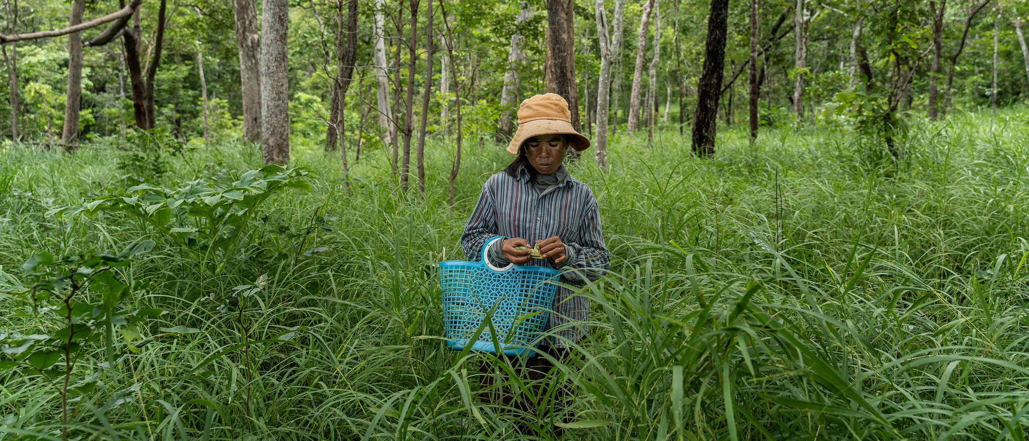 Joint FAO-TRAFFIC workshop on sustainable health care, well-being and nutrition raises the profile of wild plants Collecting wild herbs for cooking Enric Català Conteras